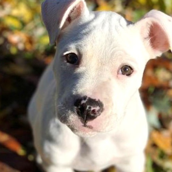 Meet your Posher, Jessie - Picture 1 of 1